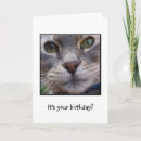 Suche nach überraschte katze Geburtstag