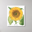Suche nach sonnenblume leinwandbilder Vintage blume