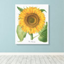 Suche nach vintage sonnenblume leinwandbilder Botanisch