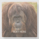 Suche nach orang utans untersetzer Menschenaffe