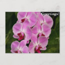 Suche nach rosa orchideen postkarten Lila