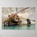 Suche nach grizzly poster Tiere