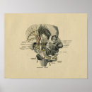 Suche nach gesichts poster Anatomie