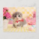 Suche nach kitten postkarten Farbbild