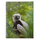 Suche nach sifaka Su