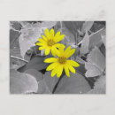 Suche nach gelbe wildblumen postkarten Für alle