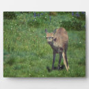 Suche nach hirsch fotoplatten Tierwelt