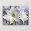 Suche nach amaryllis postkarten Weiß