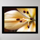 Suche nach lilium poster Flora