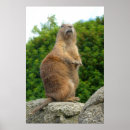Suche nach prairie poster Tiere
