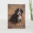 Suche nach bernese mountain dog karten Welpe