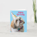 Suche nach shih tzu waren karten Kaninchen