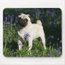 Suche nach kitz mousepads Stehend