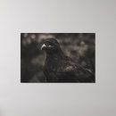 Suche nach schwarze federn leinwandbilder Vogelvogel