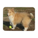 Suche nach rough collie karten Weihnachten