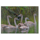 Suche nach schwan schneidebrettchen Vogelvogel