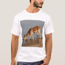 Suche nach impala Afrikanisch