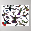 Suche nach vintage kolibris poster Vögel
