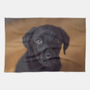 Suche nach schwarzer hund geschirr tücher Tier