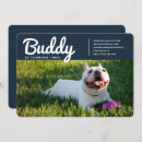 Suche nach hunde einladungen Foto