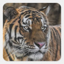 Suche nach tiger face aufkleber Tier