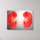 Suche nach verdauungssystem leinwandbilder Biologie