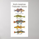 Suche nach freshwater poster Fisch