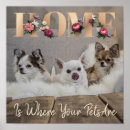 Suche nach shih tzu hunde poster Welpe