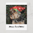 Suche nach yorkshire postkarten Yorkie