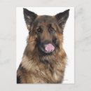 Suche nach deutscher schäferhund postkarten Haustiere