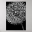 Suche nach seed poster Flowers