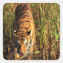 Suche nach bengalischer tiger aufkleber Im freien