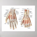 Suche nach menschliche hand poster Finger