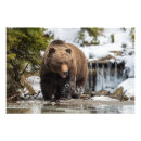 Suche nach großer wilder bär poster Natur