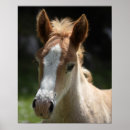 Suche nach tierkopf poster Franz