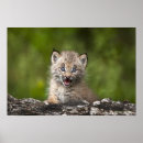 Suche nach lynx poster Natur