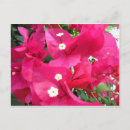 Suche nach bouganvilla Rosa