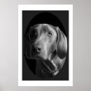 Suche nach weimaraner poster Geweih