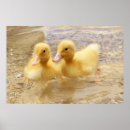 Suche nach nature photography poster Wildlife