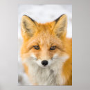 Suche nach arktischer fuchs poster Alaska