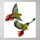 Suche nach conure poster Grüne wangen