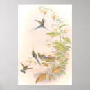 Suche nach gould poster Vögel
