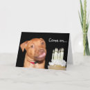 Suche nach pitbul Welpe