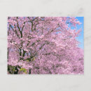 Suche nach kirschblüte blüte postkarten Für alle
