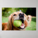 Suche nach tennisball poster Welpe