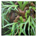 Suche nach farn fliesen Pflanze