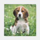 Suche nach beagle magnete Kaninchen