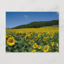 Suche nach blumenfelder postkarten Sommer