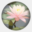 Suche nach fader aufkleber Rosa