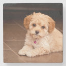 Suche nach babys untersetzer Haustiere